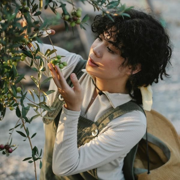 De olijfboom als centraal element in tuinontwerpen