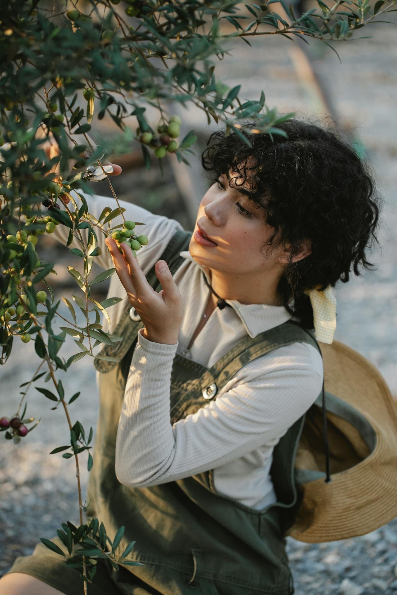 De olijfboom als centraal element in tuinontwerpen